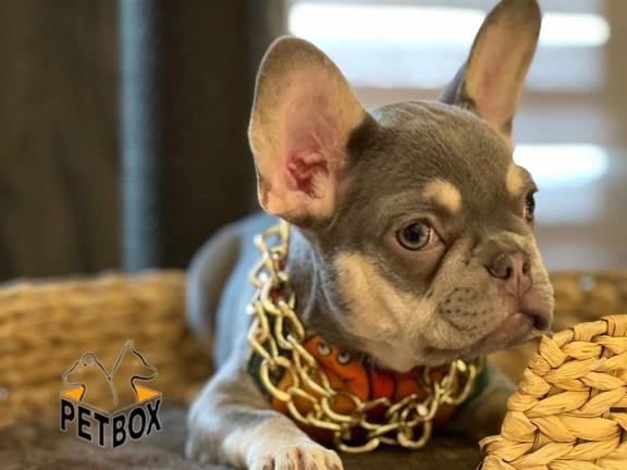 فروش توله ی فرنچ بولداگ کد 6