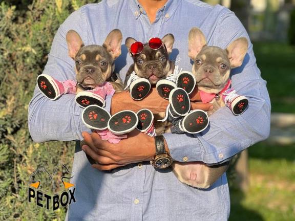 فروش توله ی فرنچ بولداگ کد 7