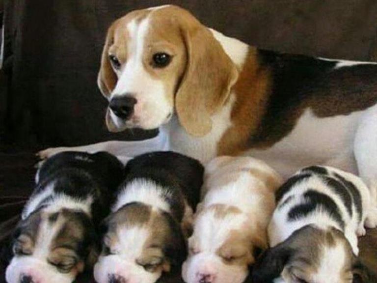 نینو -فروش توله بیگل