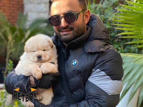 فروش توله های چاوچاو کد 4