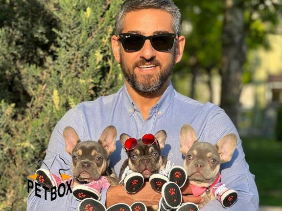 فروش توله های وارداتی فرنچ بولداگ