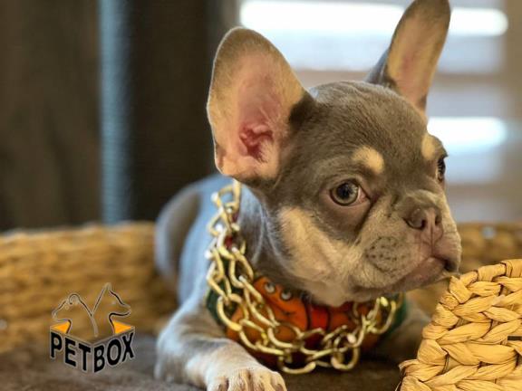 فروش فرنچ بواداگ کد 6