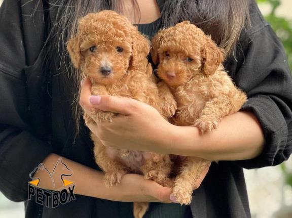 فروش توله های توی پودل کد 6