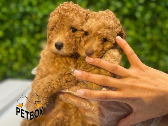 فروش توله های توی پودل کد 8