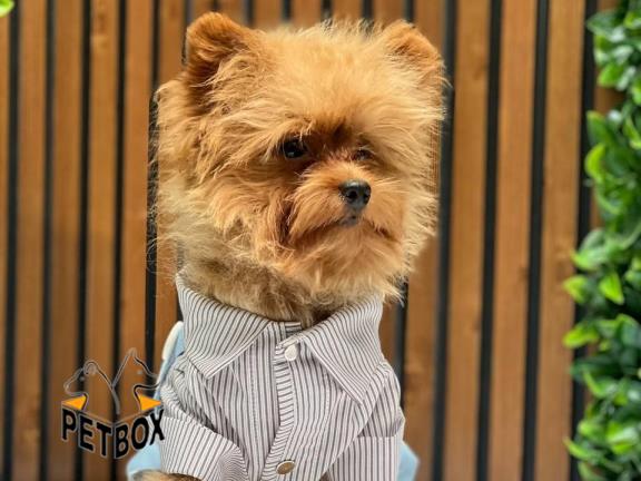 فروش توله ی پوماپو