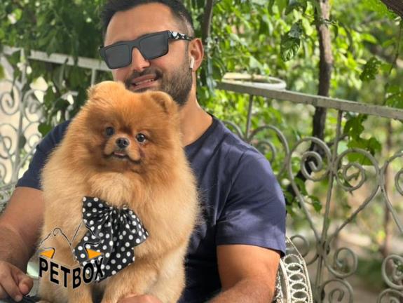 فروش پامرانین کد 12