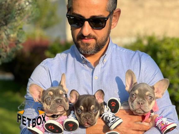 فروش فرنچ بواداگ در رنگ خاص