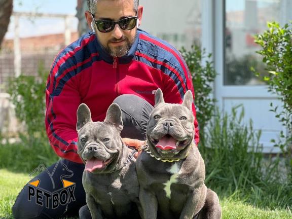 فروش فرنچ بولداگ رنگ بلو 