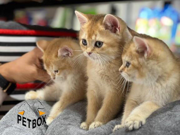 فروش گره های بریتیش