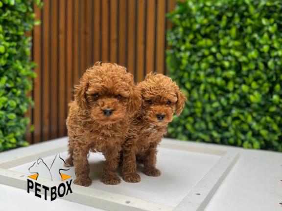 فروش توی پودل کد ۹