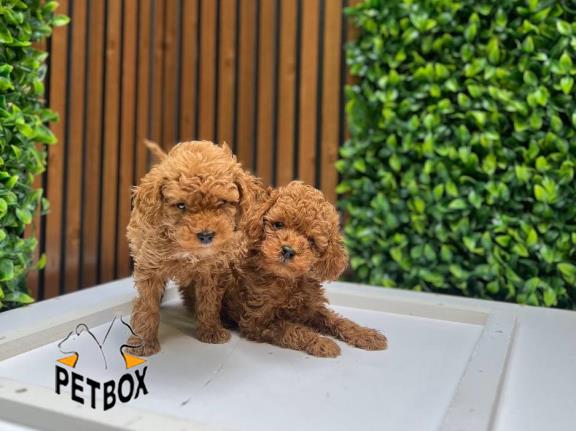 فروش توله های توی پودل کد 10