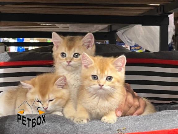 فروش گربه های بریتیش ny11