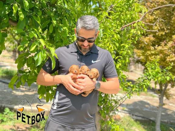 فروش توله های توی پودل کد 13