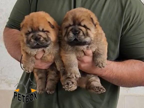 فروش توله ی چاوچاو کد 2