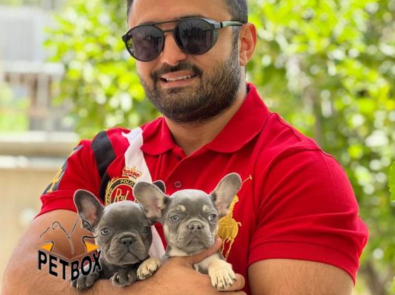 فروش توله ی فرنچ بولداک 7