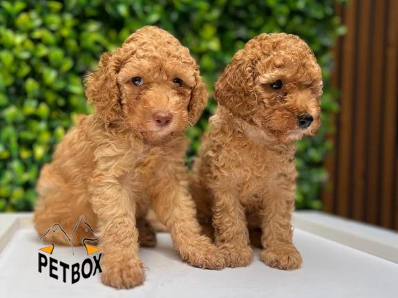 فروش پودل مینیاتوری کد 3