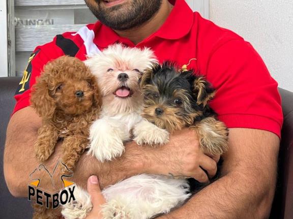 فروش سگ های خانگی