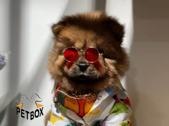 فروش توله ی چاوچاو کد 5