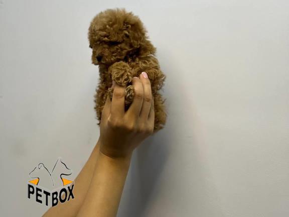 فروش توی پودل کد 10