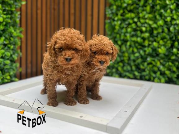 فروش توله های توی پودل کد 10