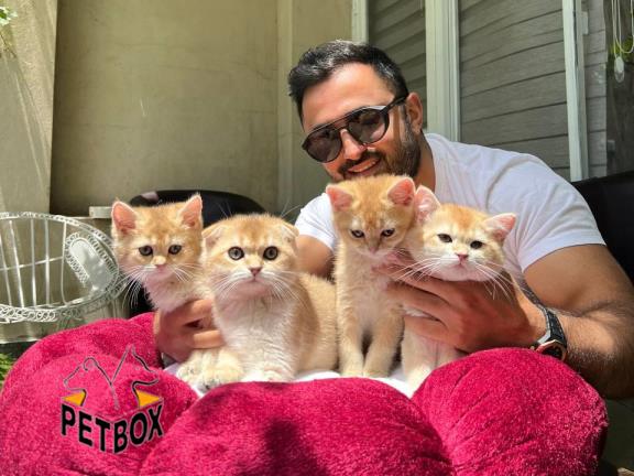 فروش گربه ی بریتیش رنگ ny11