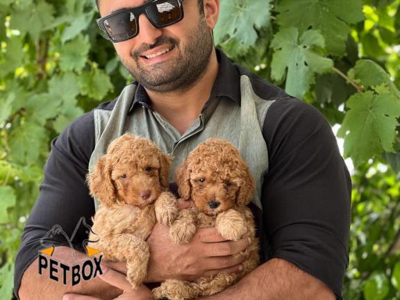 فروش پودل مینیاتوری کد 8