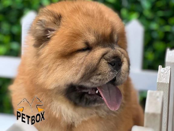 فروش توله ی چوچو