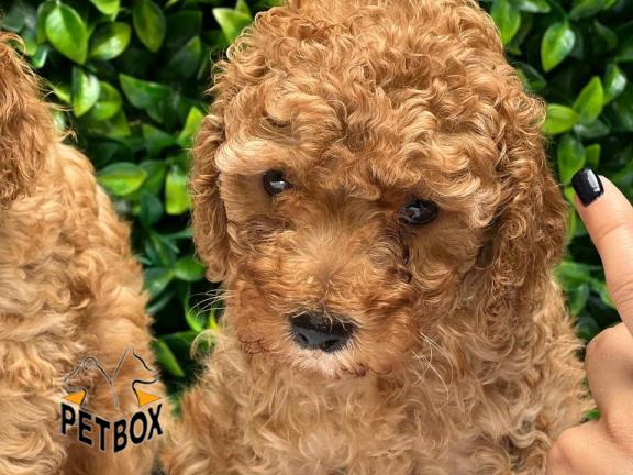 فروش توله ی توی پودل 