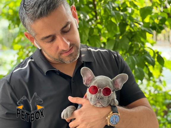 فروش توله ی فرنچ بولداگ کد 8