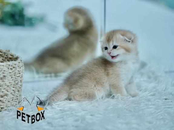 فروش گربه های بریتیش 