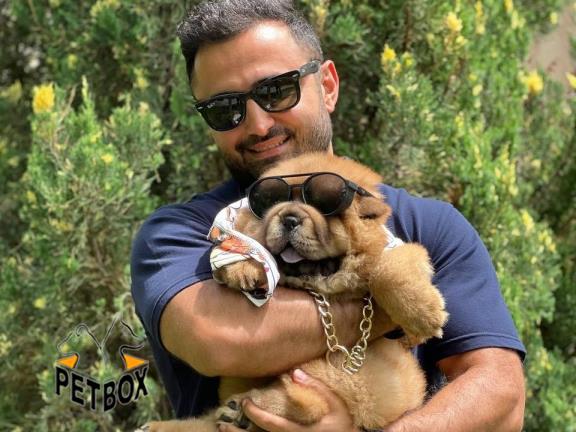 فروش توله های چاوچاو کد 6