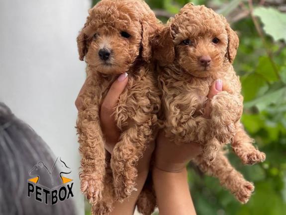 فروش توله های توی پودل کد 11