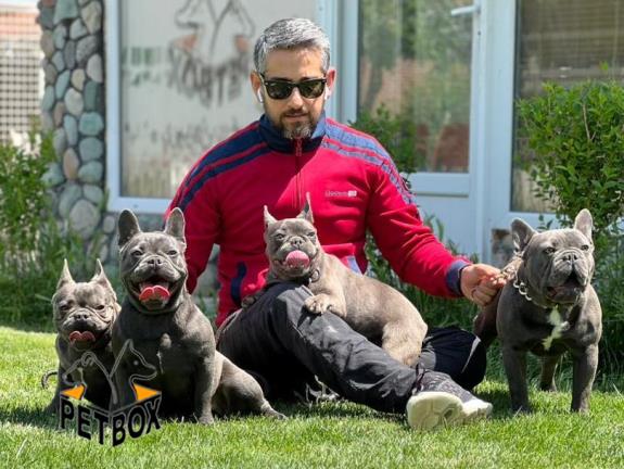 فروش توله ی فرنچ بواداگ وارداتی