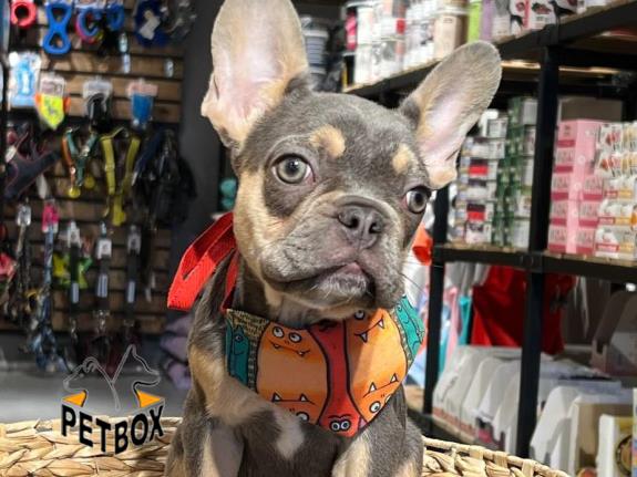 فروش توله ی فرنچ بولداگ کد 9