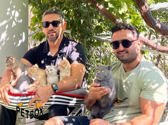 فروش گربه های اسکاتیش و بیریتیش