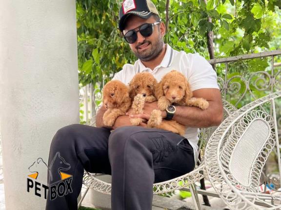 فروش توله های توی پودل و مینیاتور پودل