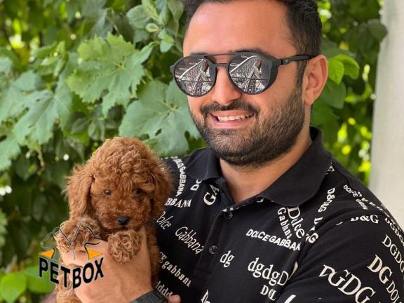 فروش توله های توی پودل کد 12