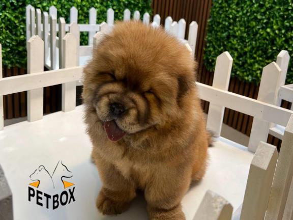 فروش توله ی چاوچاو صورت چروک کد 9