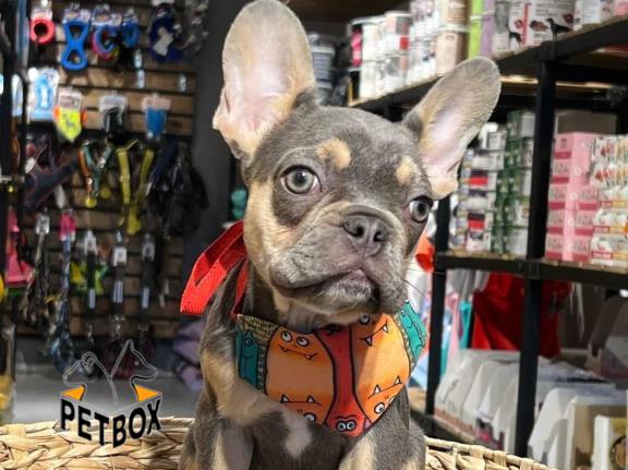 فروش توله ی فرنچ بولداگ کد 10