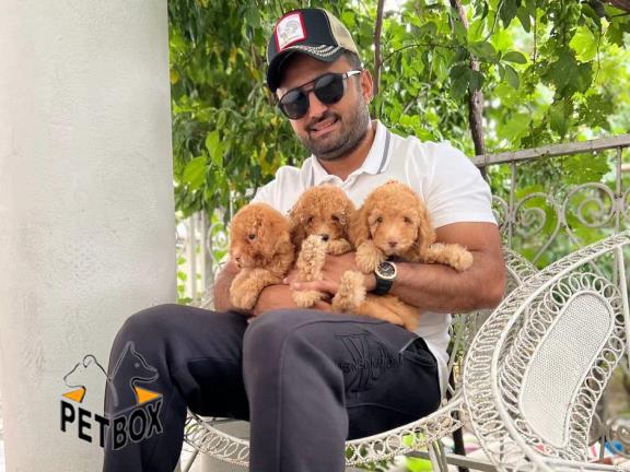 فروش پودل مینیاتوری کد 9