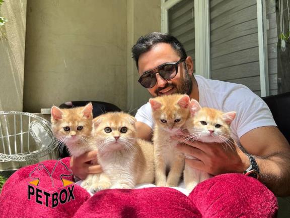 فروش گربه های بریتیش NY11