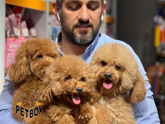 فروش توی پودل های وارداتی