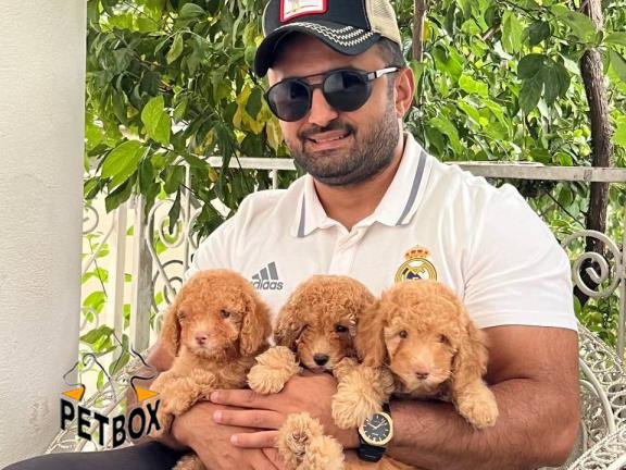 فروش توله های پودل مینیاتوری کد 3