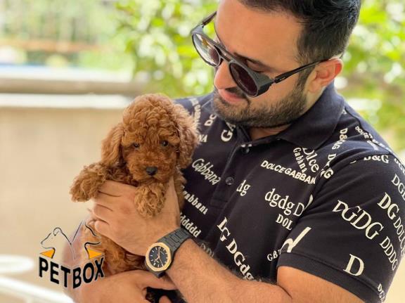 فروش توی پودل های وارداتی کد 2