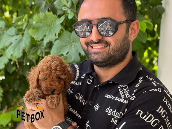 فروش توی پودل های سایز تیکاپ