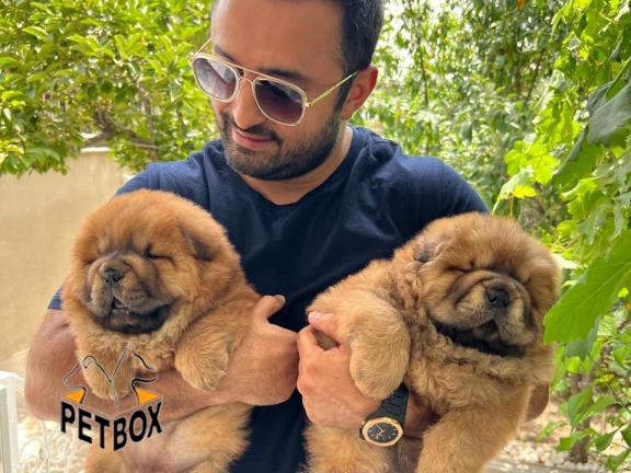 چاوچاو وارداتی کد 4