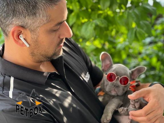 فروش توله فرنچ بولداگ رنگ بلو