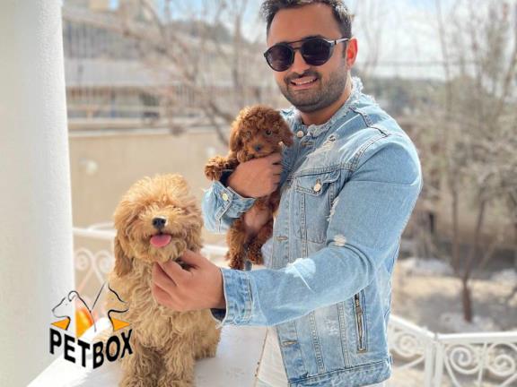 فروش انواع تیپ بندی های پودل در پتباکس