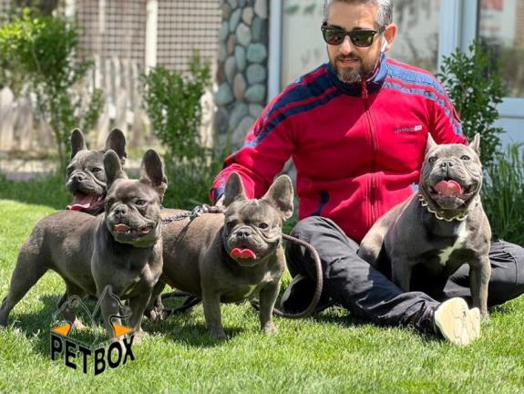 فروش فرنچ بولداگ های وارداتی