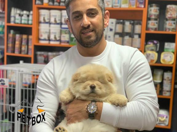 فروش توله ی چاوچاو